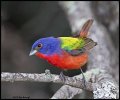_2SB2864 painted bunting